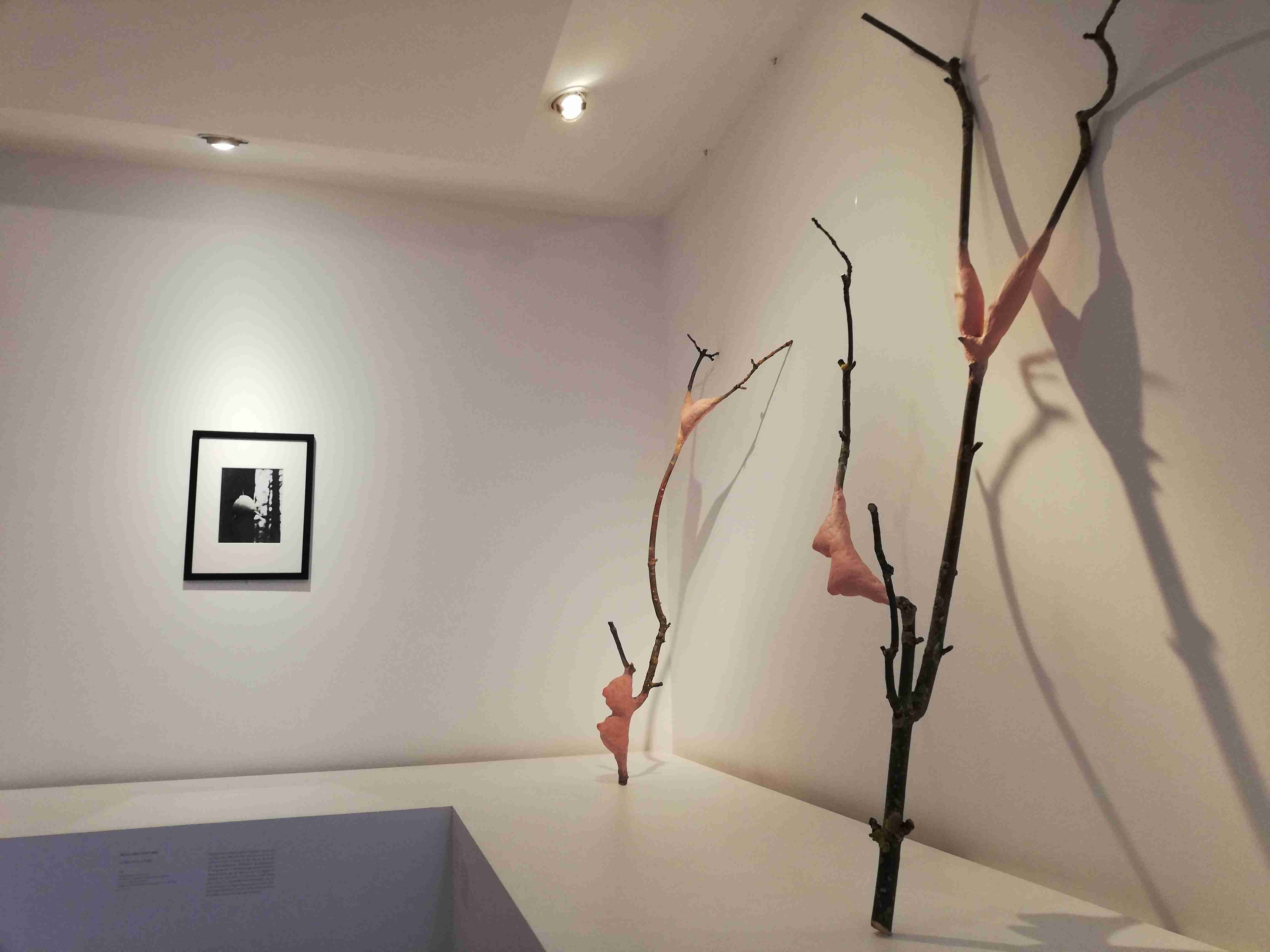 GARCIN JADE PROMENONS NOUS DANS LES BOIS IMG3 compressed