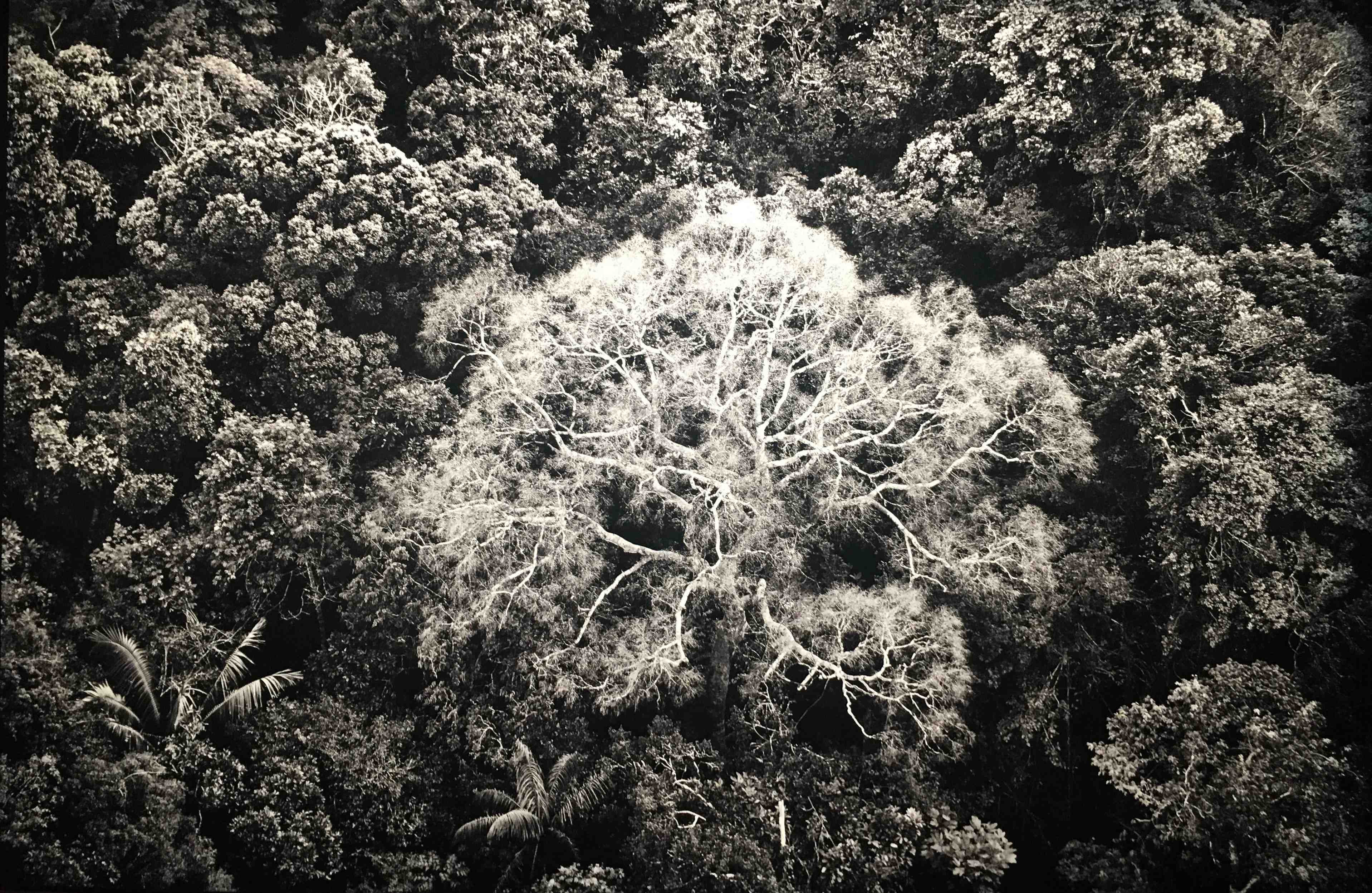 ROY MARION SALGADOAMAZONIA IMG7 compressed