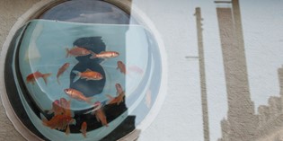 DE CARVALHO CLEMENCE EXPOSER LE VIVANT IMG7