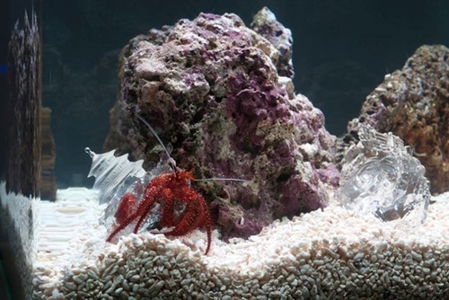 DE CARVALHO CLEMENCE EXPOSER LE VIVANT IMG8