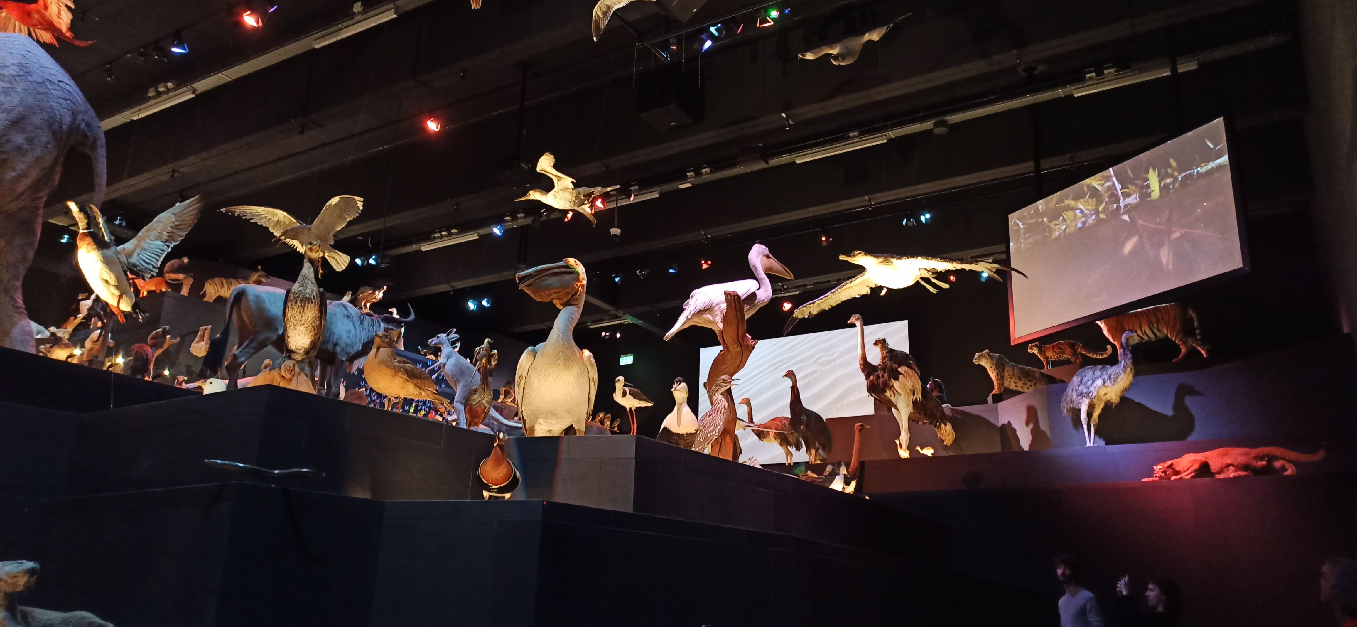 MAINE 2022 Les muséums dhistoire naturelle une prise de conscience écologique IMG2