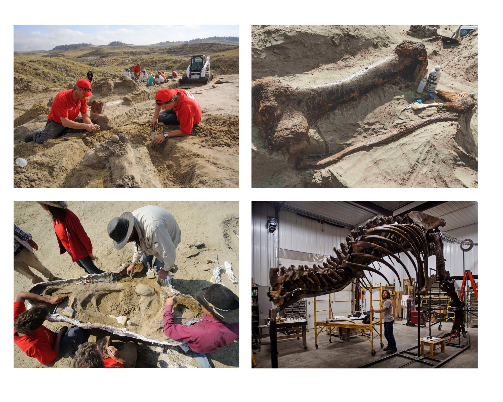 Reuge Marianne T.rex in Town IMG 2