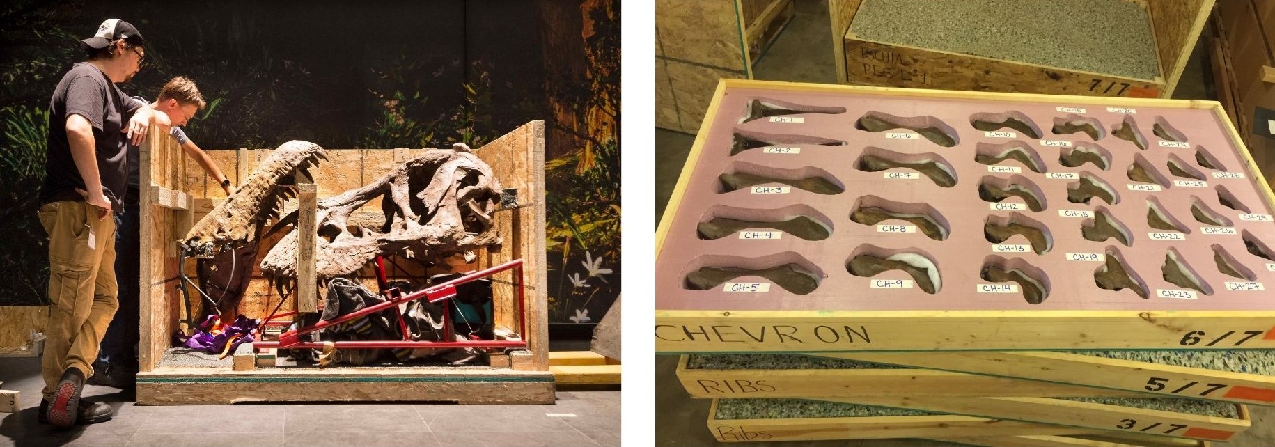 Reuge Marianne T.rex in Town IMG 6