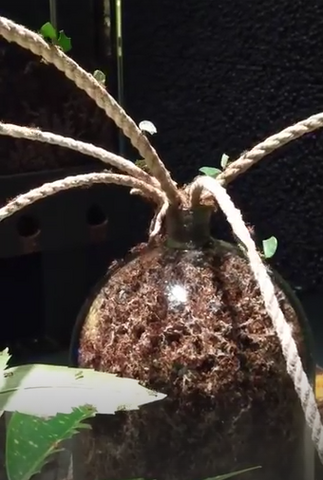 SCHRIVER 2024 MondesMicroscopiques IMG2