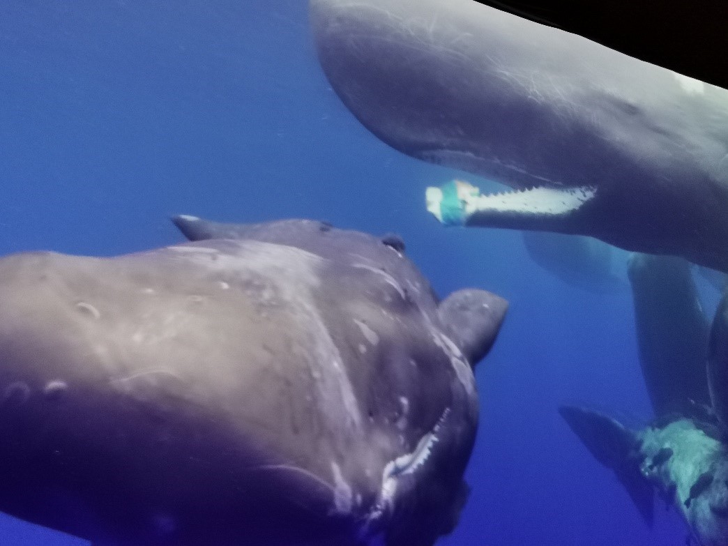 SONVEAU 2021 Odyssée IMG3