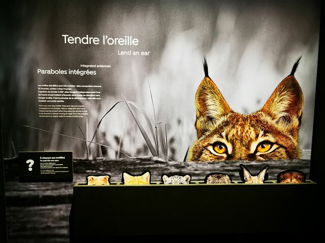 bouly 2022 felins img1