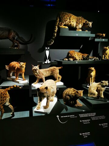 bouly 2022 felins img11